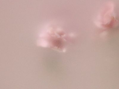 Feminine Harmony Program