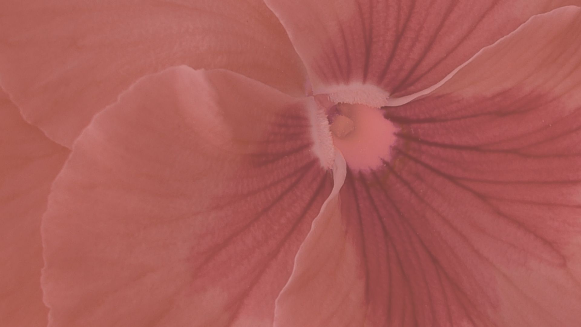 Chats about our personal Female Health journeys
